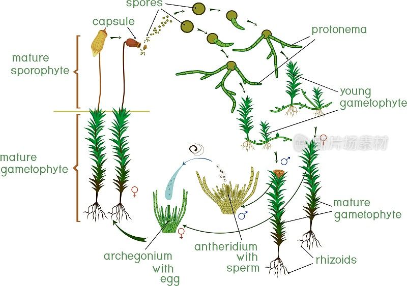 苔藓生命周期。有标题的普通毛冠藓(Polytrichum commune)生活史图